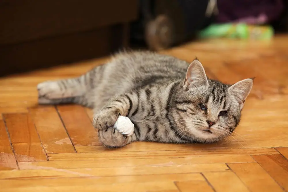 Por qué su gato puede ser débil, temblando o arrastrando las piernas traseras