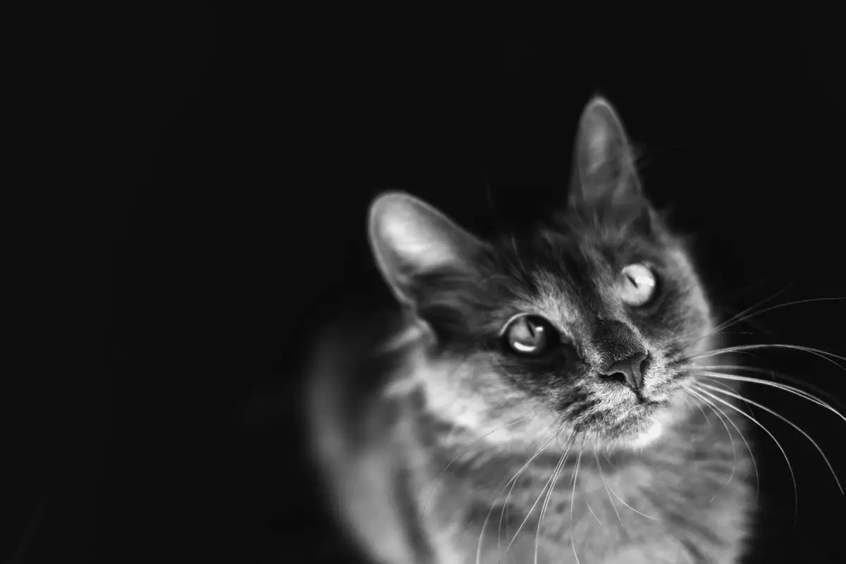 Komplikationer af diabetes hos katte
