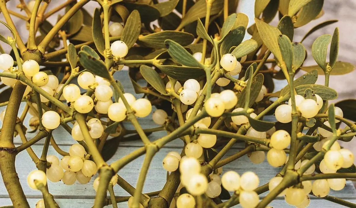 Mistletoe