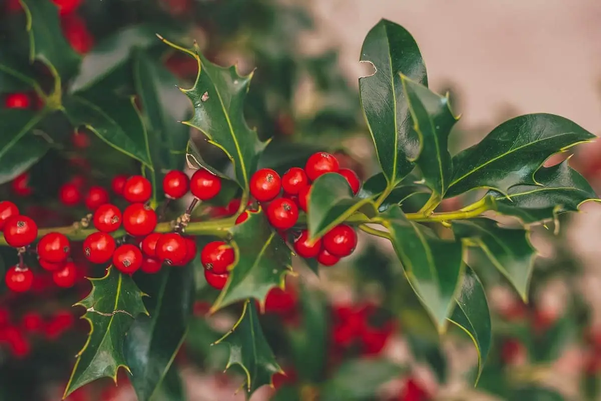 Holly