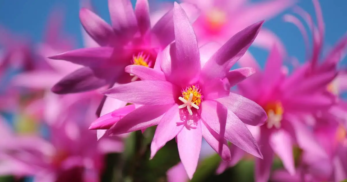 Christmas cactus