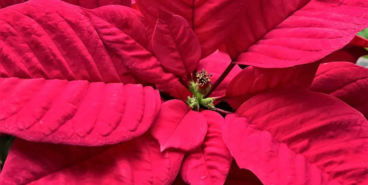 Lista de plantas de Natal seguras e tóxicas