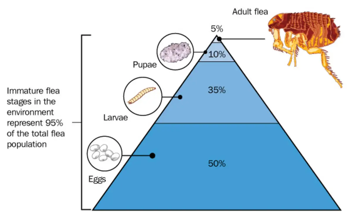 Stages of cat flea development