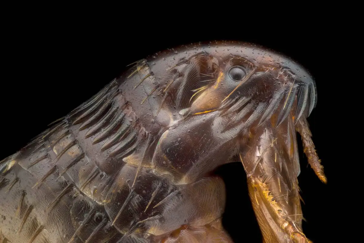 Close up of a cat flea