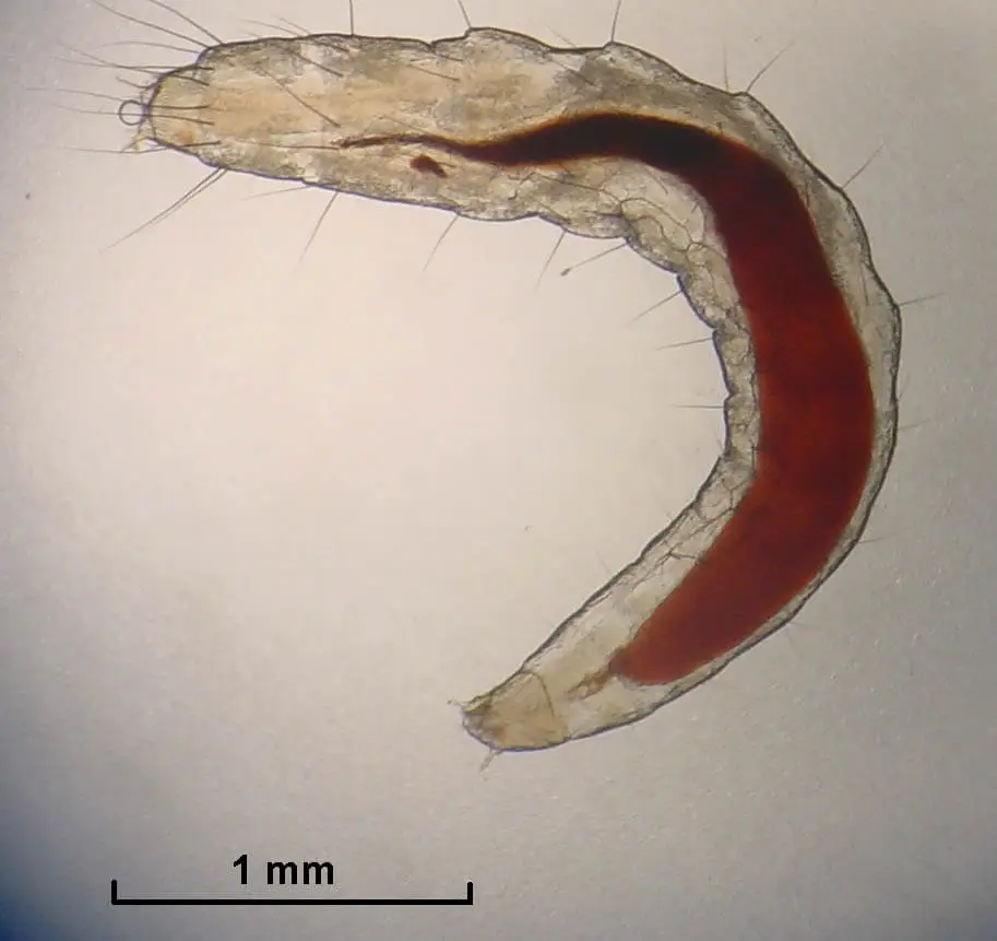 Flea larvae