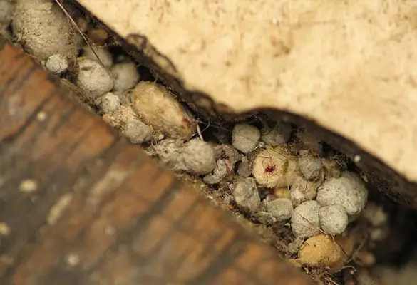 Flea pupae