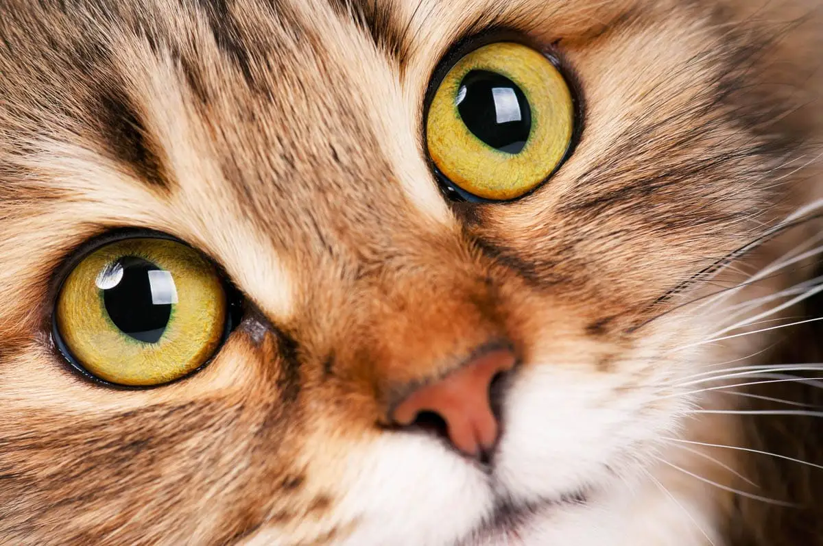 Enfermedad endodóntica (pulpitis) en gatos