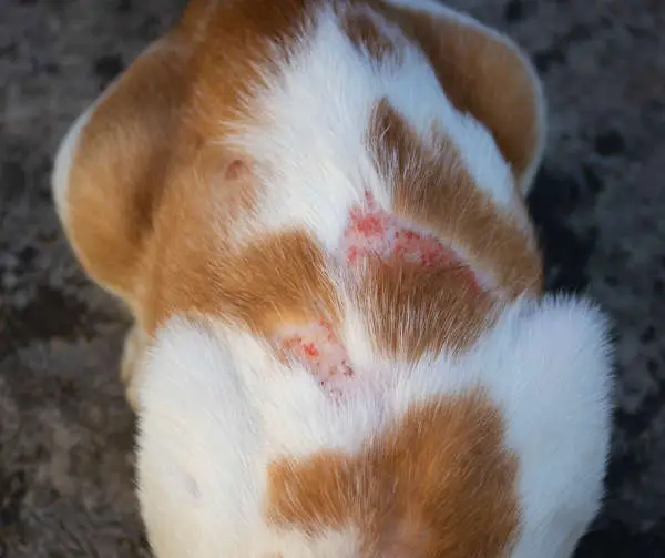 signs of a skin infection on a cat