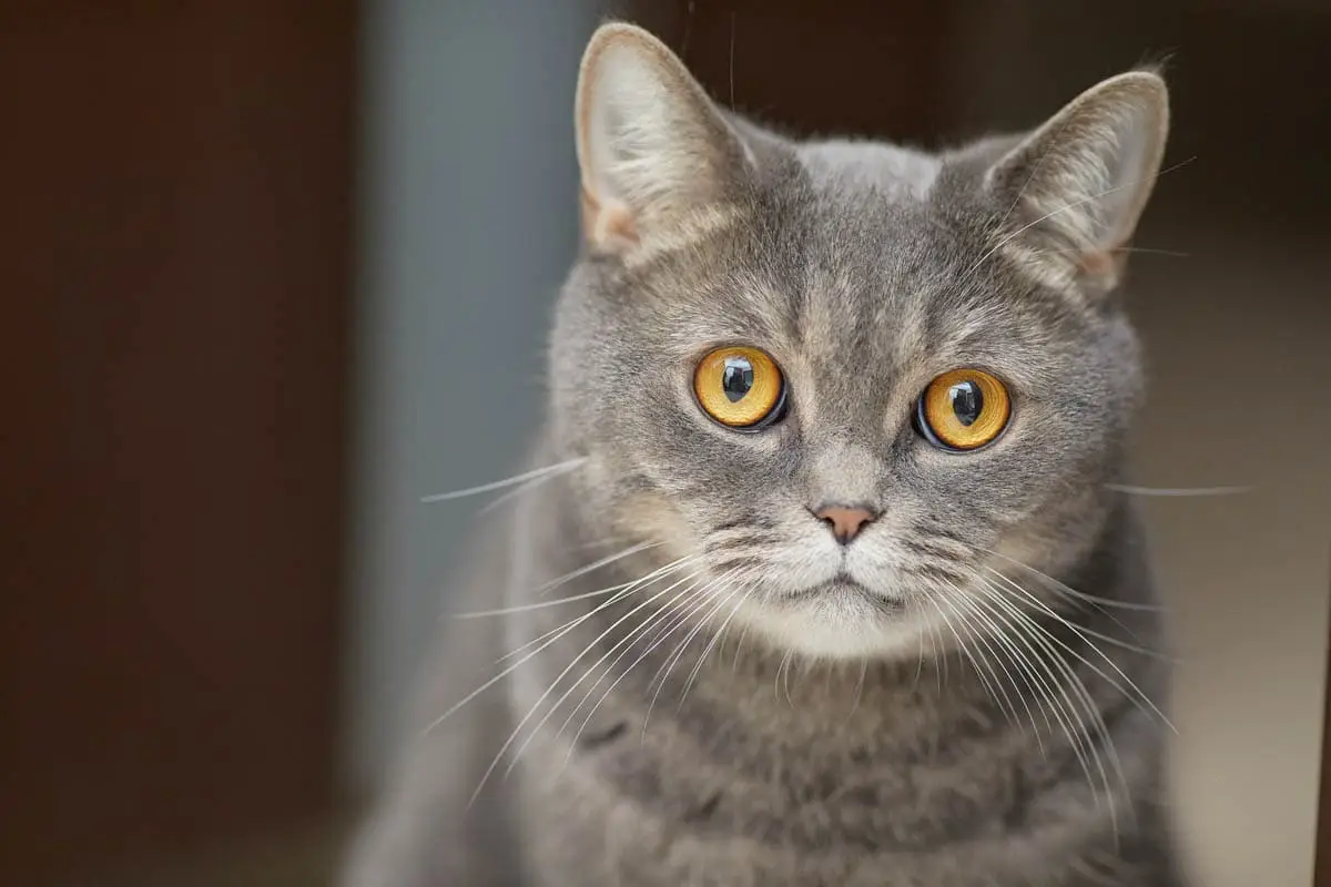 Sarcoma do local de injeção felina em gatos