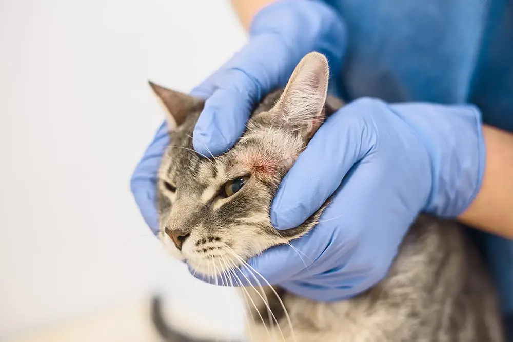 Die Hauptursachen für Flocken am Kinn der Katze können [tierärztliche Tipps]] helfen,]