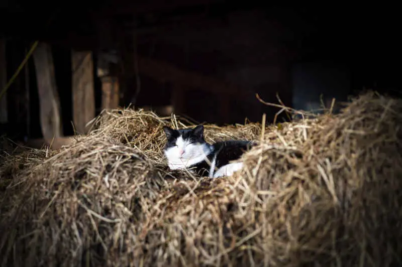 cat sleeping in a barn on hay