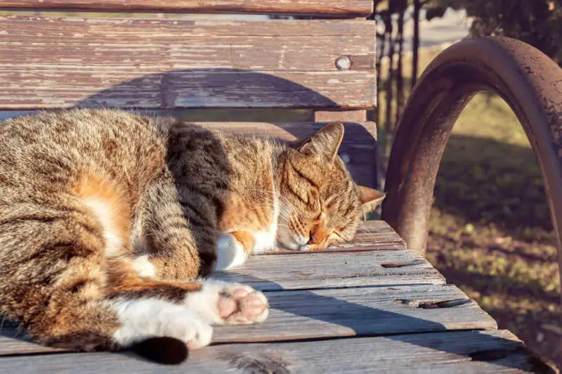 cat sleeping outside on a bench in the sun