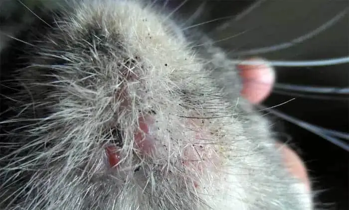 Feline acne
