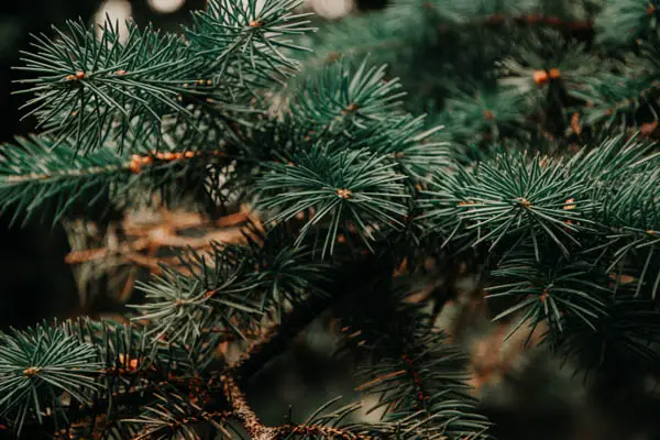 Christmas plants toxic and non-toxic to cats