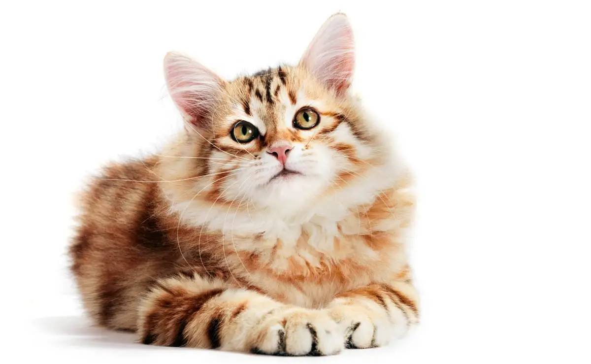 Asma (doença brônquica) em gatos