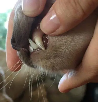 capillary refill time