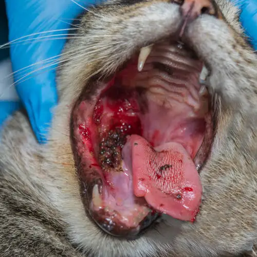 possible melanoma tumor in cat