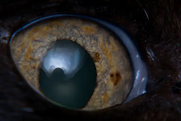 iris melanoma in adult cat, iris pigmentation