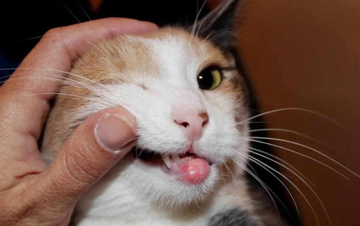 Rodent ulcer in cats