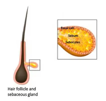 Sebaceous gland