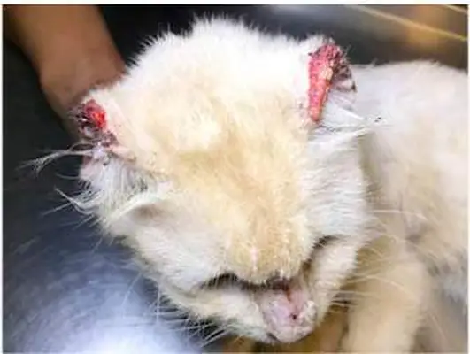 Skin cancer on a cat