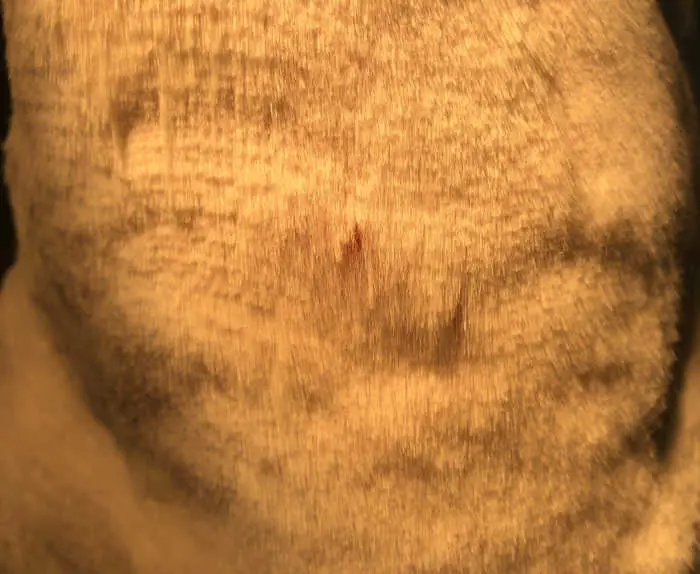 lump on a cat