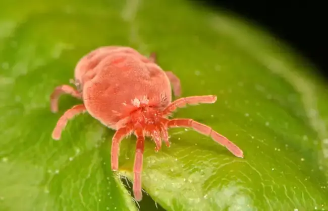 Chigger mite