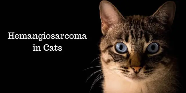 Hemangiosarcoma in cats