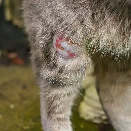 abscess on a cat