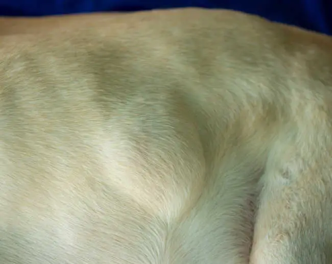 lipoma under skin and hair coat