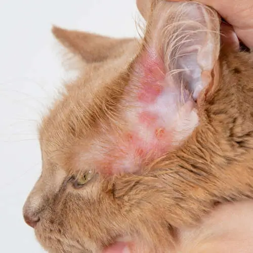 Close up of a rash on the skin of the cat