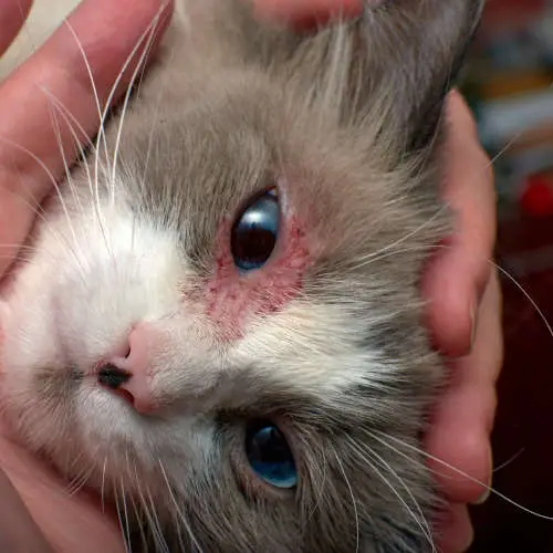 example of contact dermatitis - possible clicnical signs around a cat