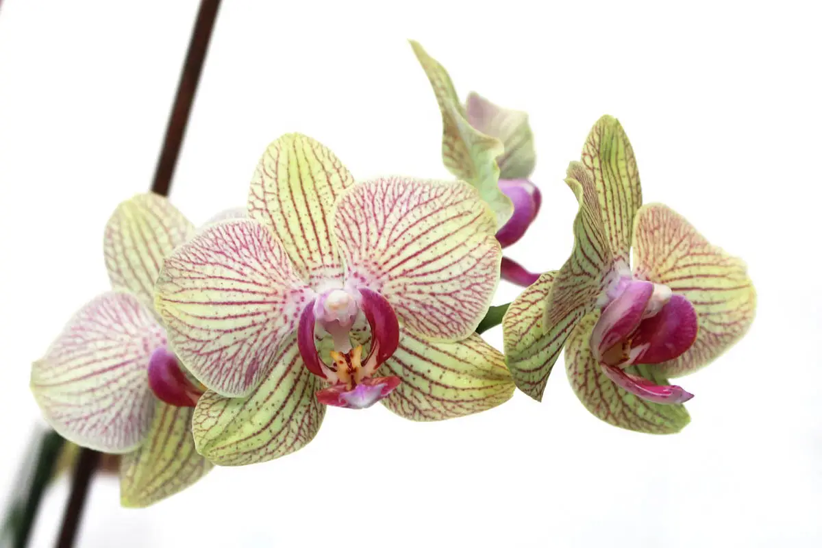 Moth orchid