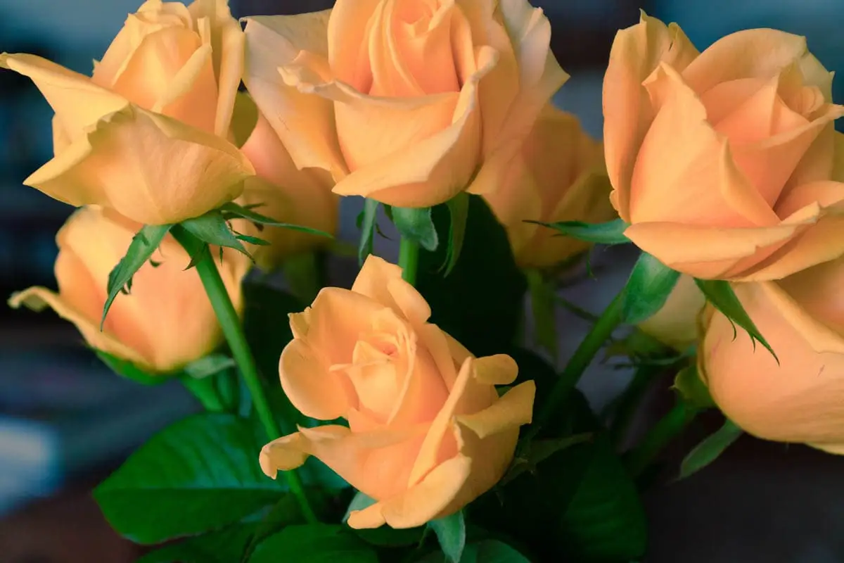 Roses