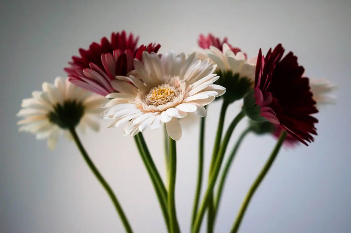 Gerbera