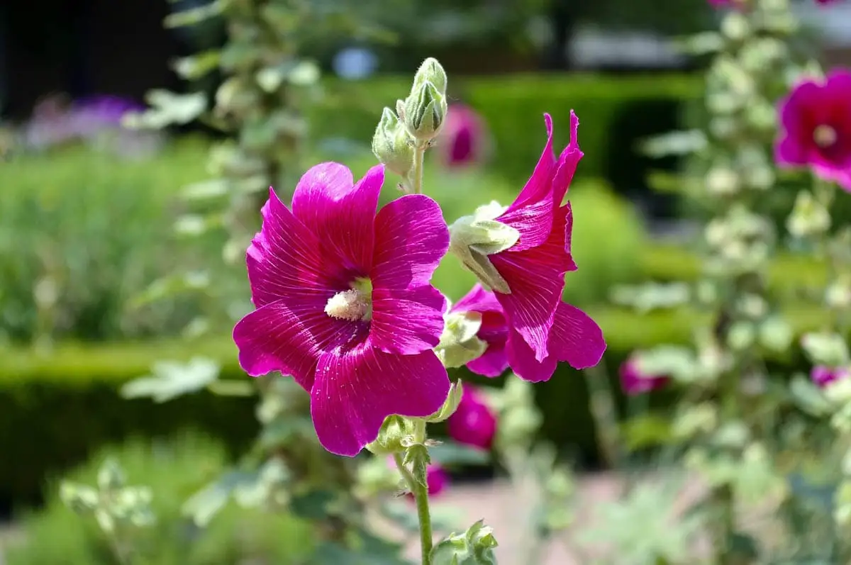 Hollyhock