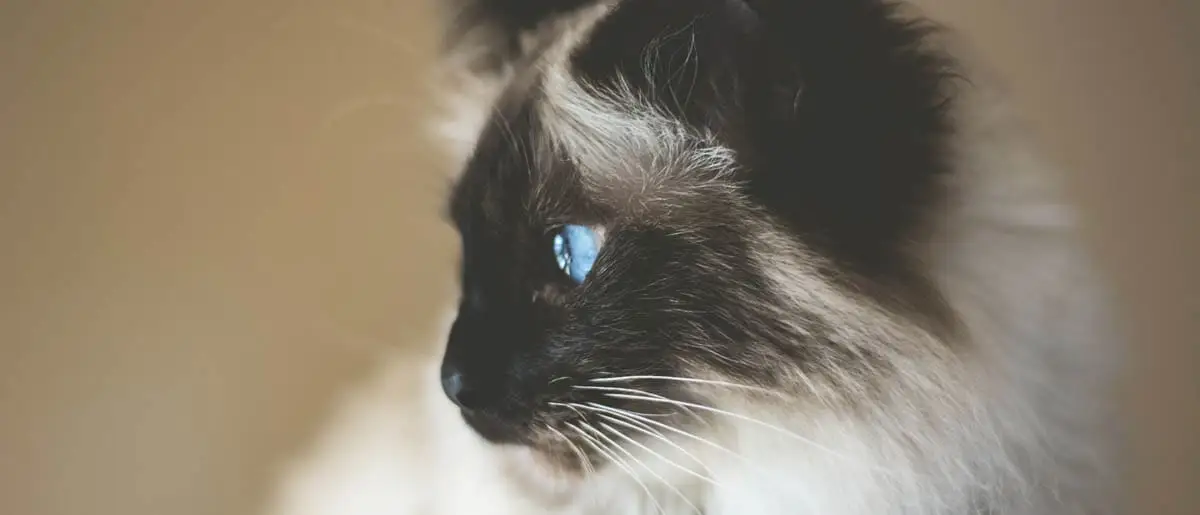 Įspėjimo kompanija, kad katėms reikia veterinarijos gydytojų