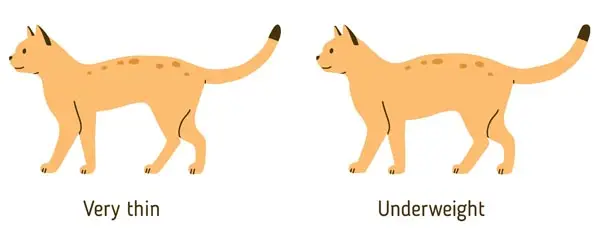 Body condition score (underweight)