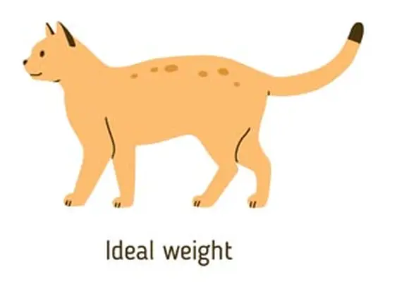 Body condition score (ideal)