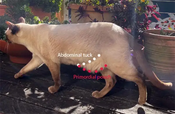 Abdominal tuck