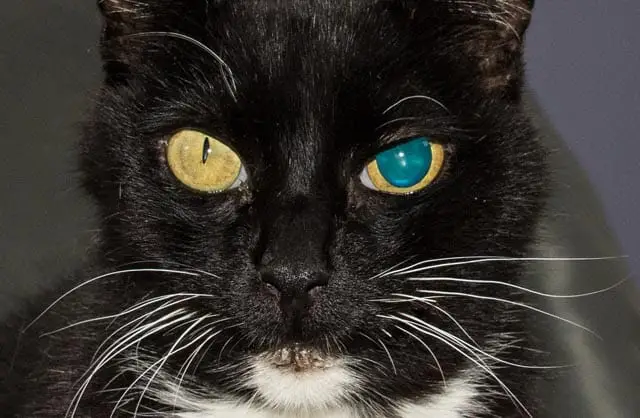 Anisocoria in cats