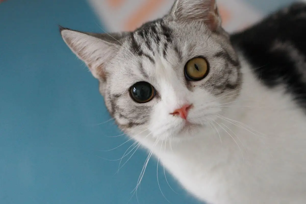 Studenti různých velikostí v kočkách: Veterinář vysvětluje, co má dělat