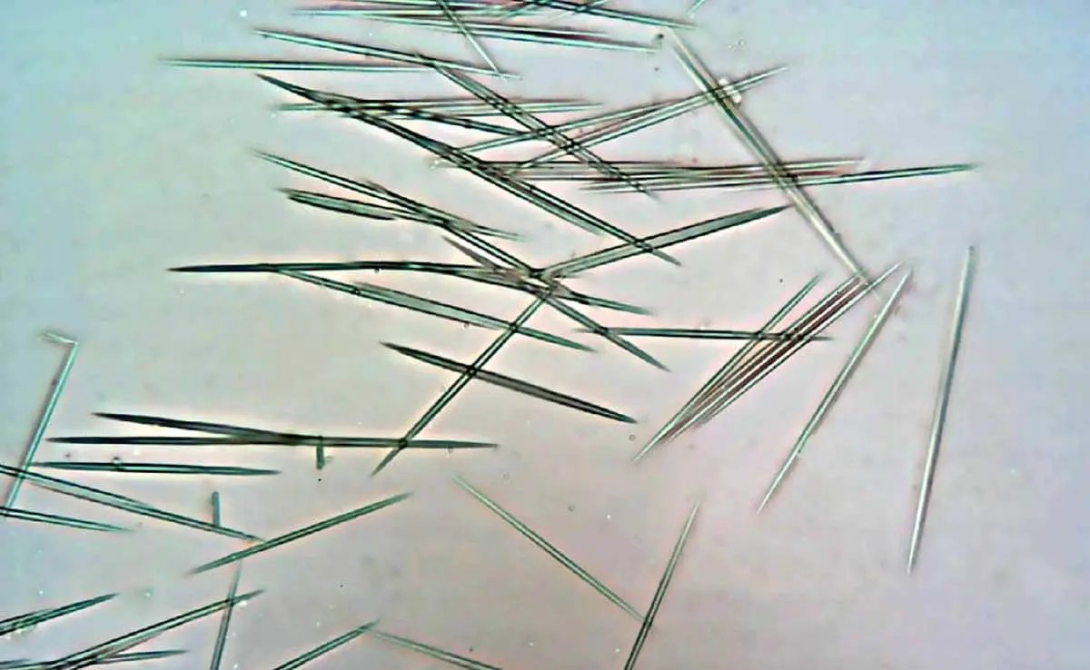 Calcium oxalate crystals