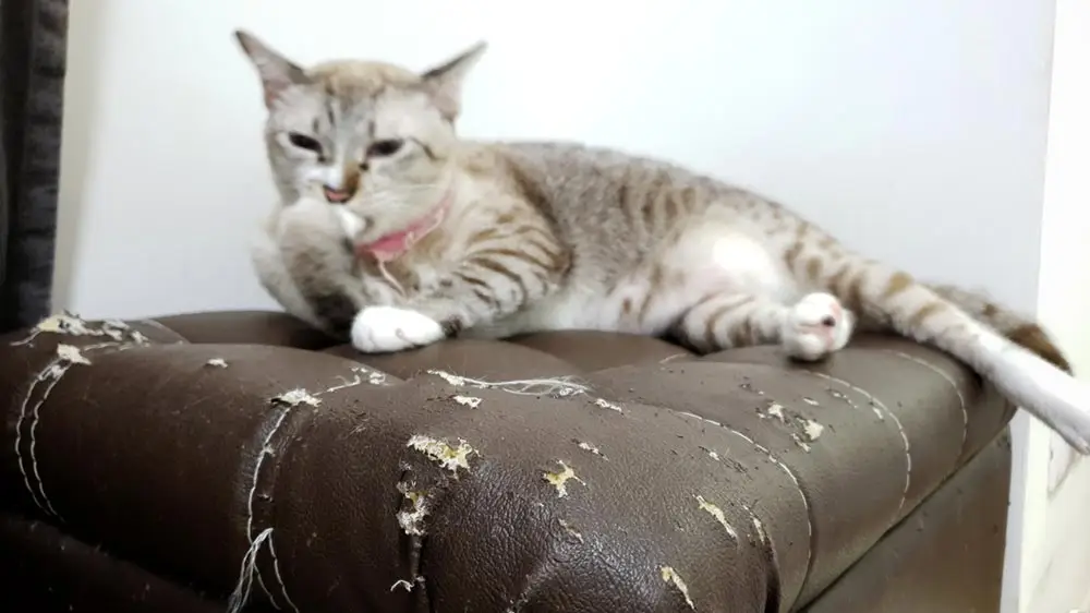 Was muss ich auf meine Ledercouch anziehen, um das Kratzen aufzuhören?