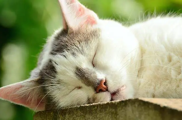 Normal sleep in a cat