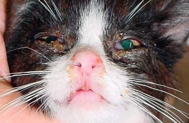 Abnormal discharge in a cat