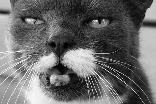 Oral cancer in cats