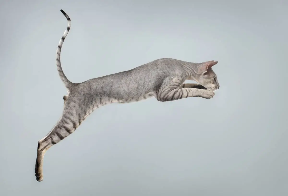 Cat flexibility