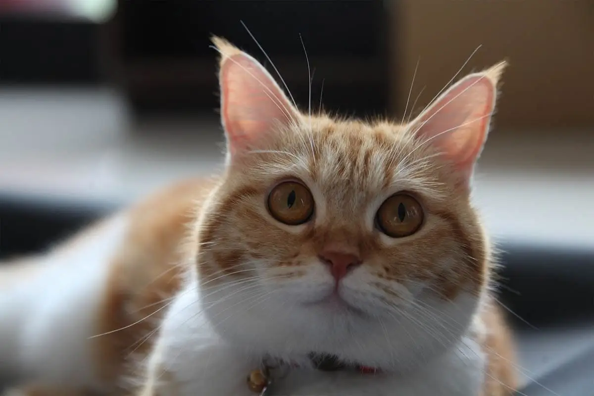 Checking a cat