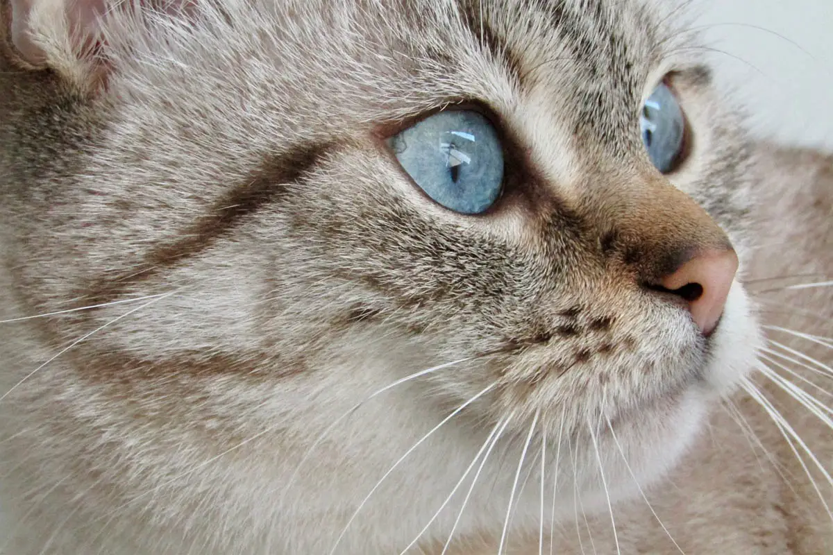 Cat eyes